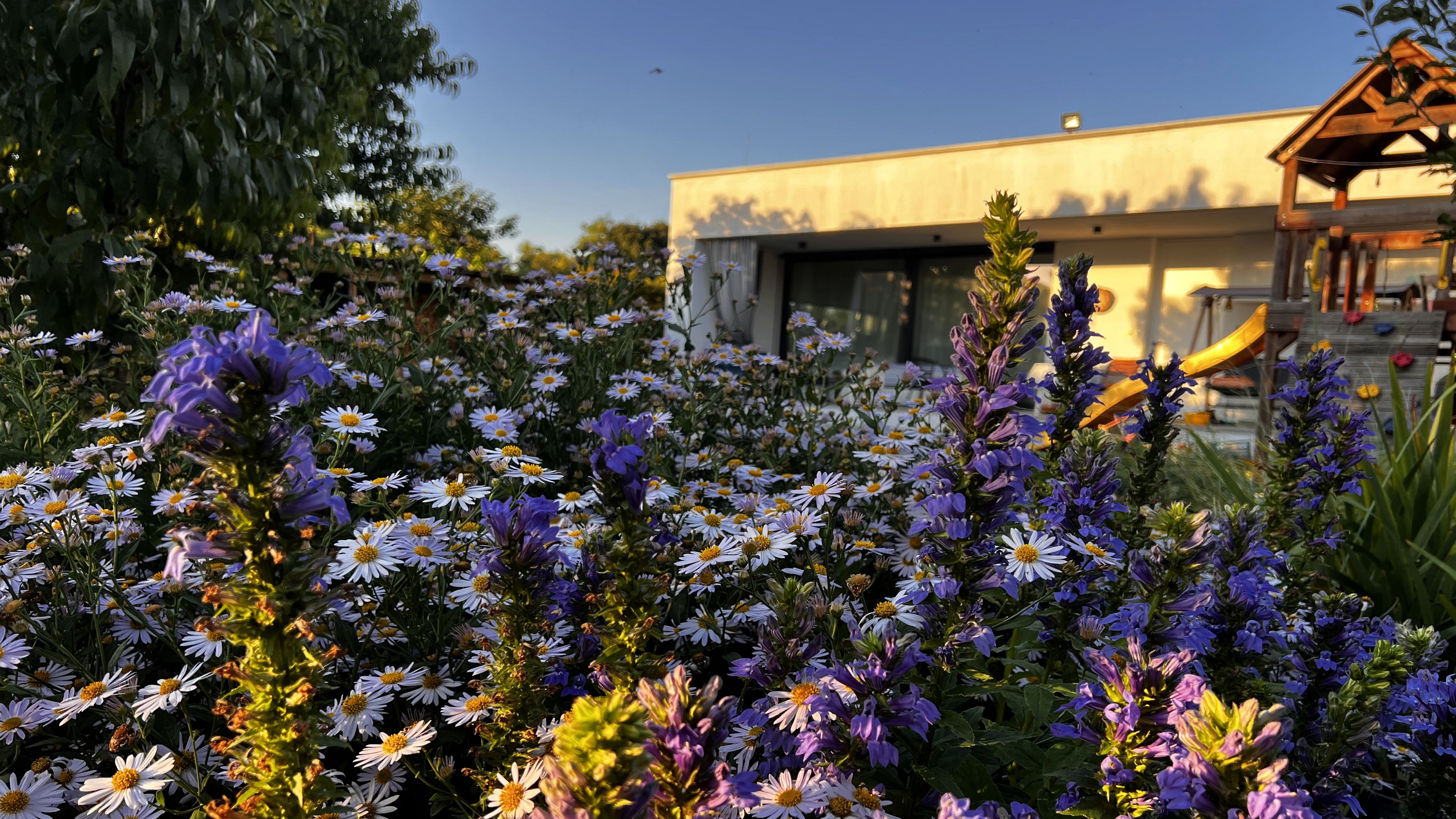 Blackford Plants