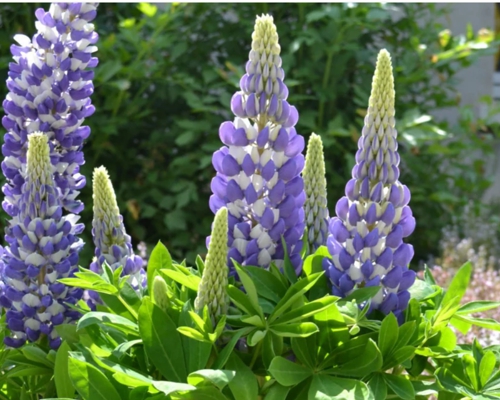 LUPINUS POLYPHYLLUS ‘MINI GALLERY BLUE WHITE’