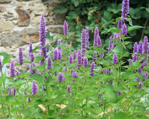 AGASTACHE FOENICULUM