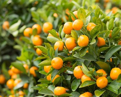 CITRUS JAPONICA KUMQUAT