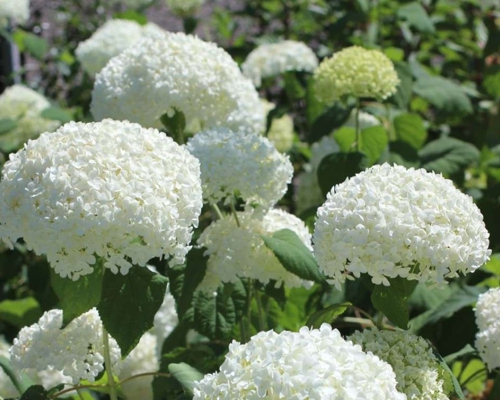 HYDRANGEA ARBORESCENS ‘ANNABELLE’