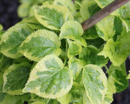 HYDRANGEA PETIOLARIS ‘GOLDEN TOUCH’