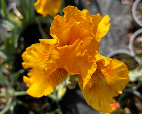 IRIS GERMANICA ‘HONEY SUNSET’