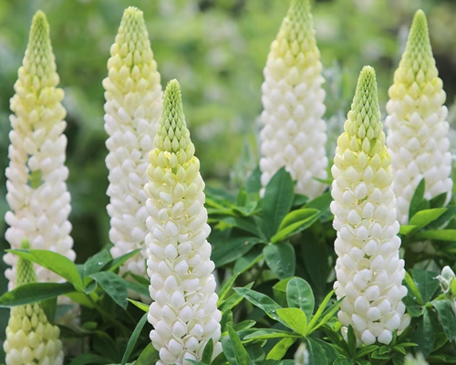 LUPINUS PERENNIS ‘NOBLE MAIDEN’