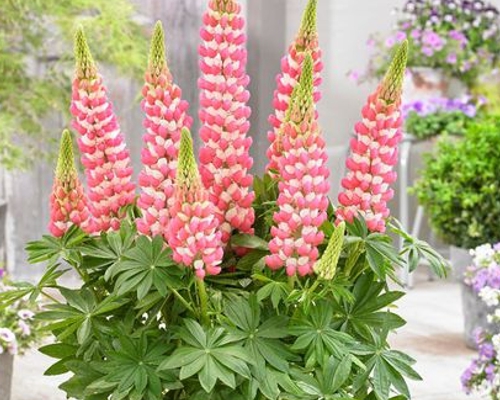 LUPINUS PERENNIS ‘MINI GALLERY PINK–WHITE’