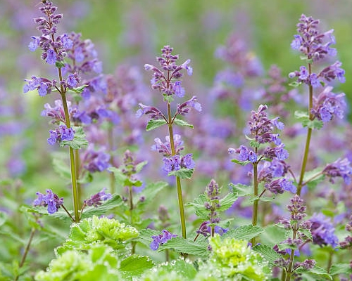 NEPETA CATARIA