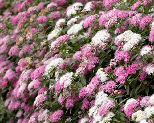 SPIRAEA JAPONICA ‘GENPEI’
