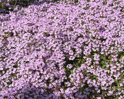 THYMUS SERPYLLUM