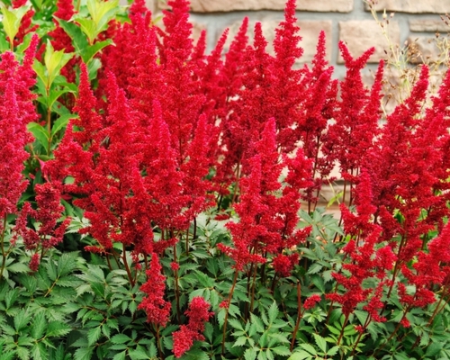 ASTILBE ARENDSII ‘SPINELL’