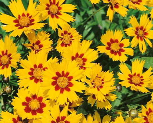 COREOPSIS GRANDIFLORA ‘HELIOT’