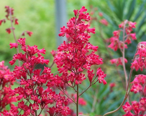 HEUCHERA ‘CORAL PETITE’
