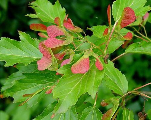 ACER GINNALA