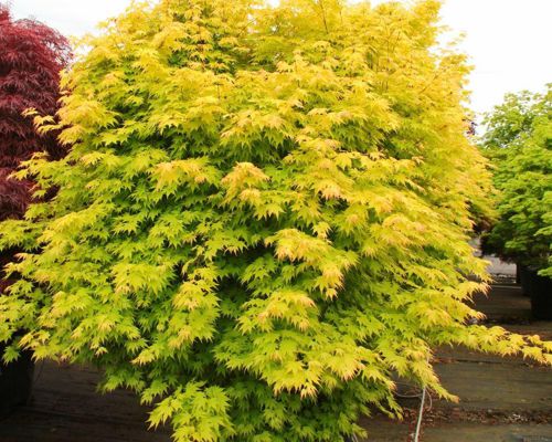 ACER PALMATUM ‘ORANGE DREAM’