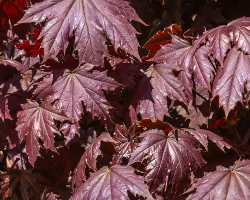 ACER PLATANOIDES ‘CRIMSON SENTRY’