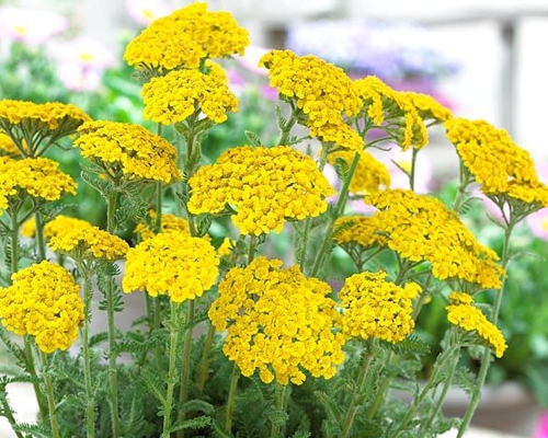ACHILLEA TOMENTOSA ‘GOLDEN FLEECE’