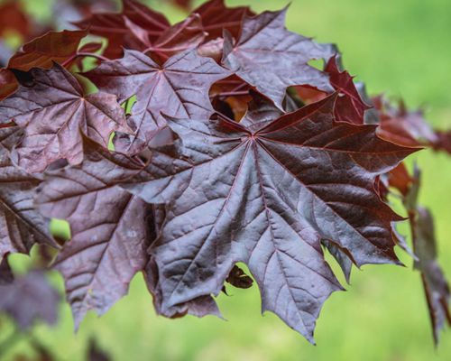 ACER PLATANOIDES ‘ROYAL RED’