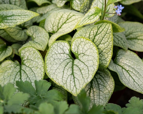 BRUNNERA MACROPHYLLA ‘LITTLE HEART’