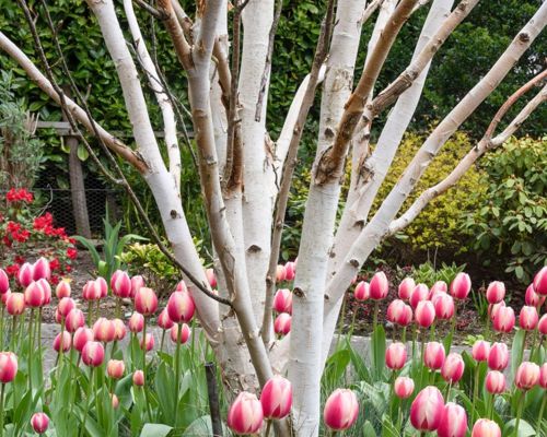 BETULA UTILIS ‘DOORENBOS’