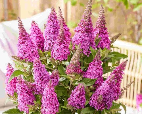 BUDDLEJA DAVIDII ‘BUTTERFLY CANDY LITTLE ROCKSTARS PINK