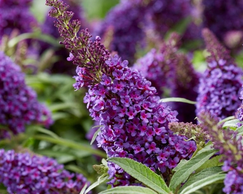 BUDDLEJA DAVIDII ‘BUTTERFLY CANDY LITTLE PURPLE’
