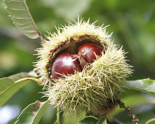 CASTANEA SATIVA