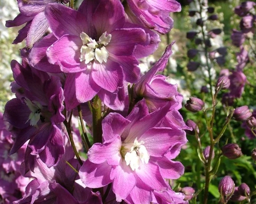DELPHINIUM CULTORUM ´MAGIC FOUNTAINS LILAC-ROSE - WHITE BEE´