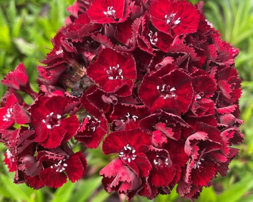 DIANTHUS BARBATUS ‘NIGRESCENS’