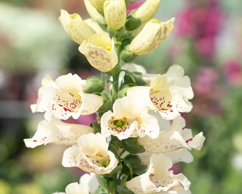 DIGITALIS PURPUREA ‘FOXYBEE CREAM’