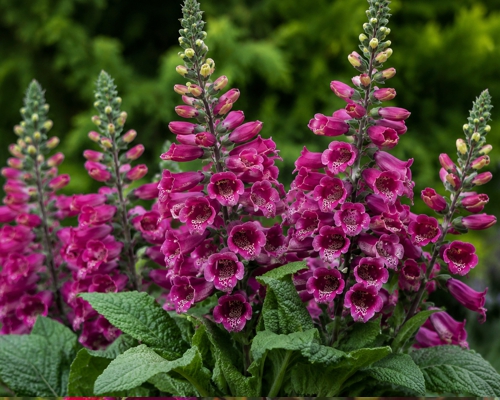 DIGITALIS PURPUREA ‘FOXXYBEE DARK RED’