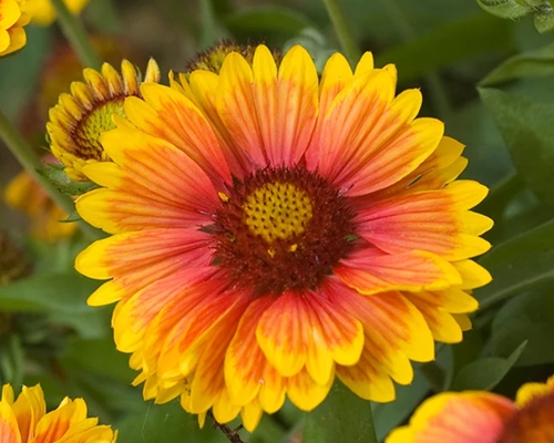 GAILLARDIA ‘MESA BRIGHT BICOLOR’