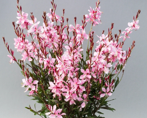GAURA LINDHEIMERI ‘EMMELINE PINK BOUQUET’