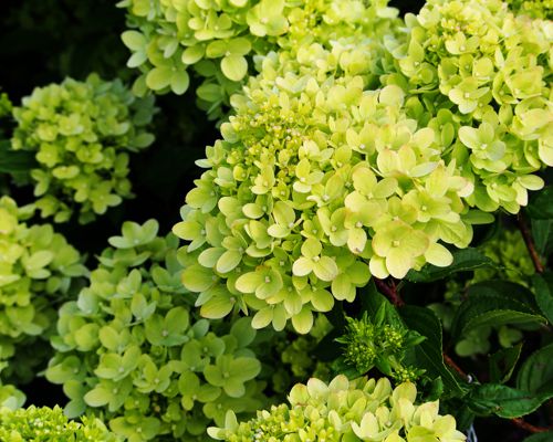 HYDRANGEA PANICULATA ‘MOJITO’ - farba kvetov