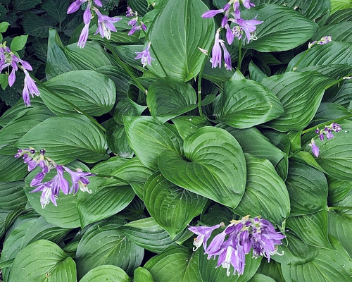 Hosta ventricosa