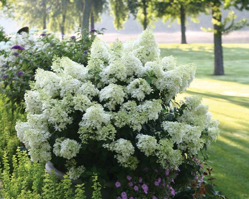 HYDRANGEA PANICULATA ‘BOBO´
