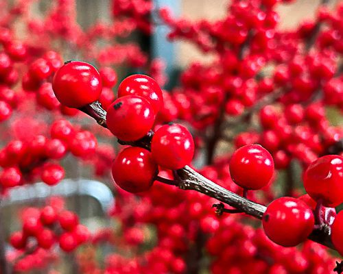 ILEX VERTICILLATA