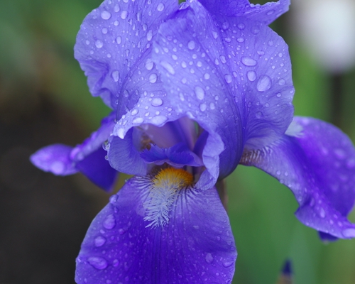 IRIS GERMANICA ‘BLUE RHYTHM’