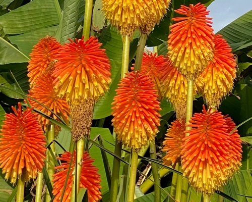 KNIPHOFIA ROOPERI