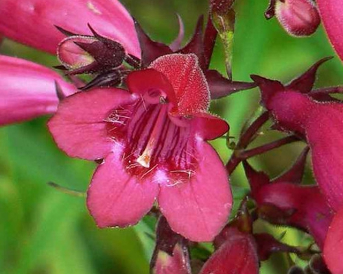 PENSTEMON BARBATUS ‘ROSY RED SHADES’