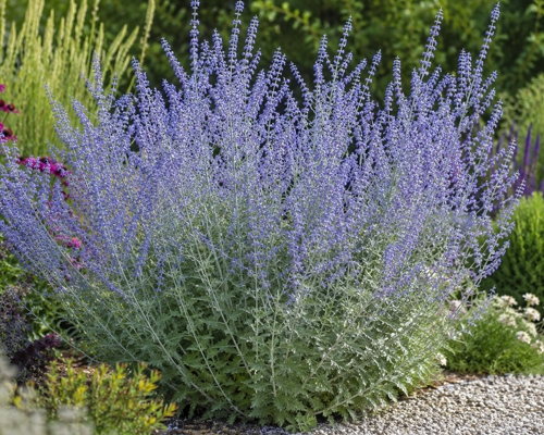 PEROVSKIA ATRIPLICIFOLIA ‘JELENA’