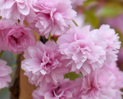PRUNUS SERRULATA ‘KIKU-SHIDARE-ZAKURA’