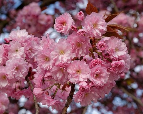 PRUNUS SERRULATA ‘KANZAN’