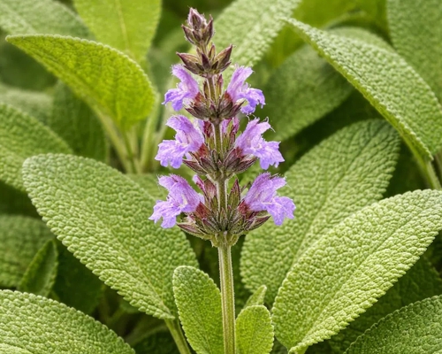 SALVIA OFFICINALIS