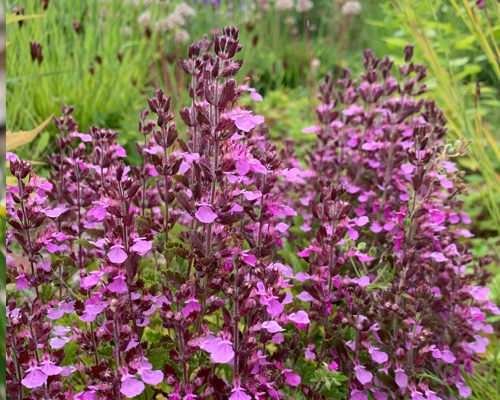 Teucrium chamaedrys