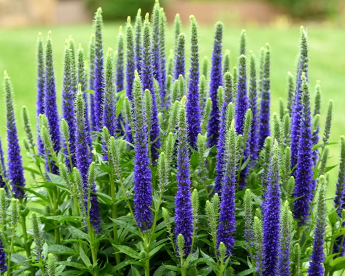 VERONICA LONGIFOLIA ‘BLUE SHADES’