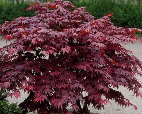 ACER PALMATUM ‘ATROPURPUREUM’