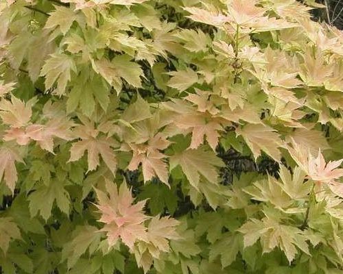 ACER PSEUDOPLATANUS ‘BRILLIANTISSIMUM’
