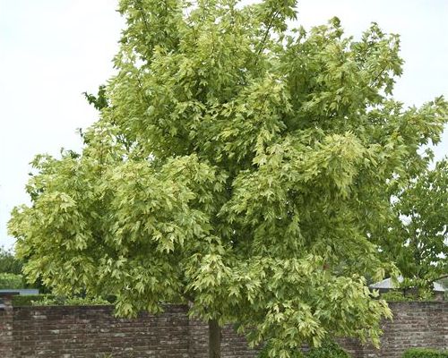 ACER PSEUDOPLATANUS ‘LEOPOLDII’