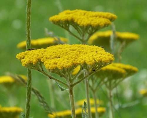 ACHILLEA FILIPENDULINA ‘PARKER’S VARIETY’