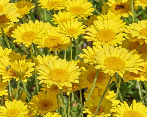 ANTHEMIS TINCTORIA