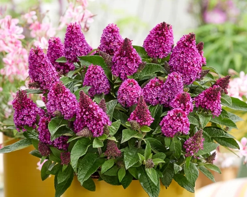 BUDDLEJA DAVIDII ‘LITTLE ROCKSTARS RED’